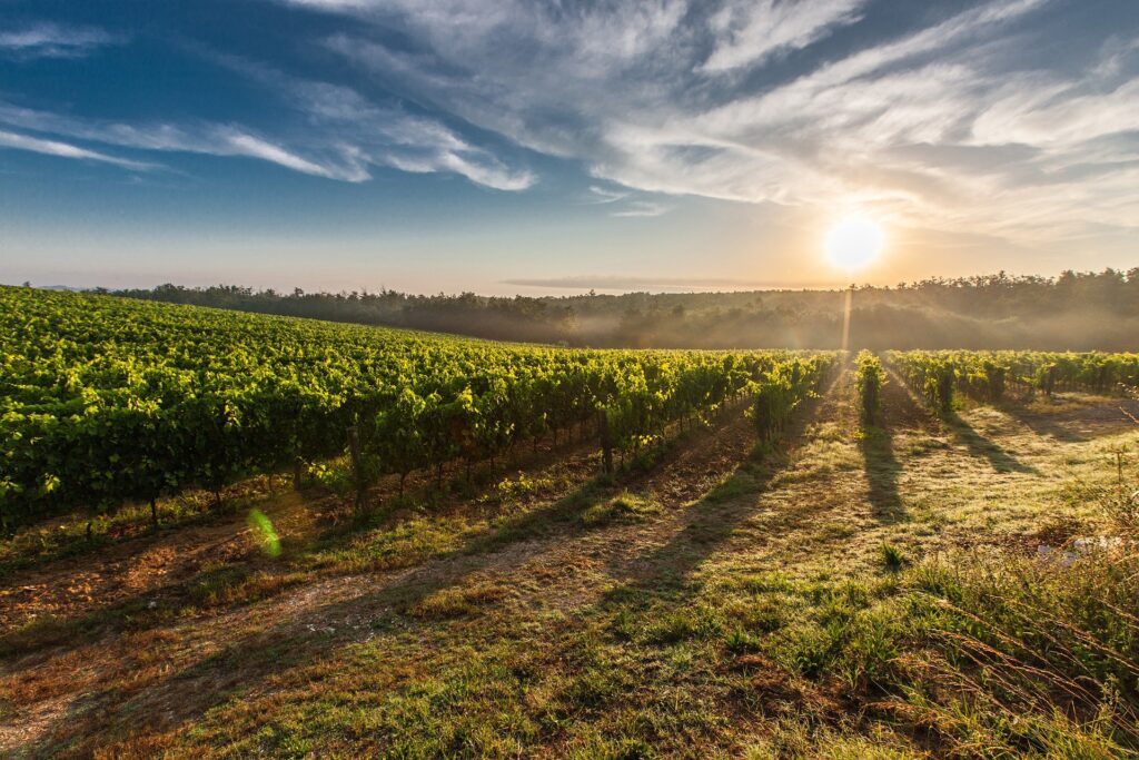 vigneto franciacorta