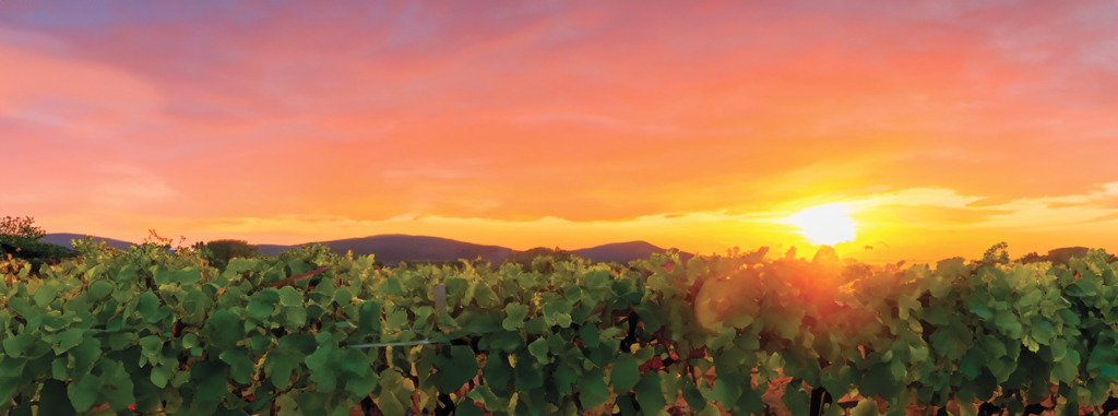 vigneto al tramonto