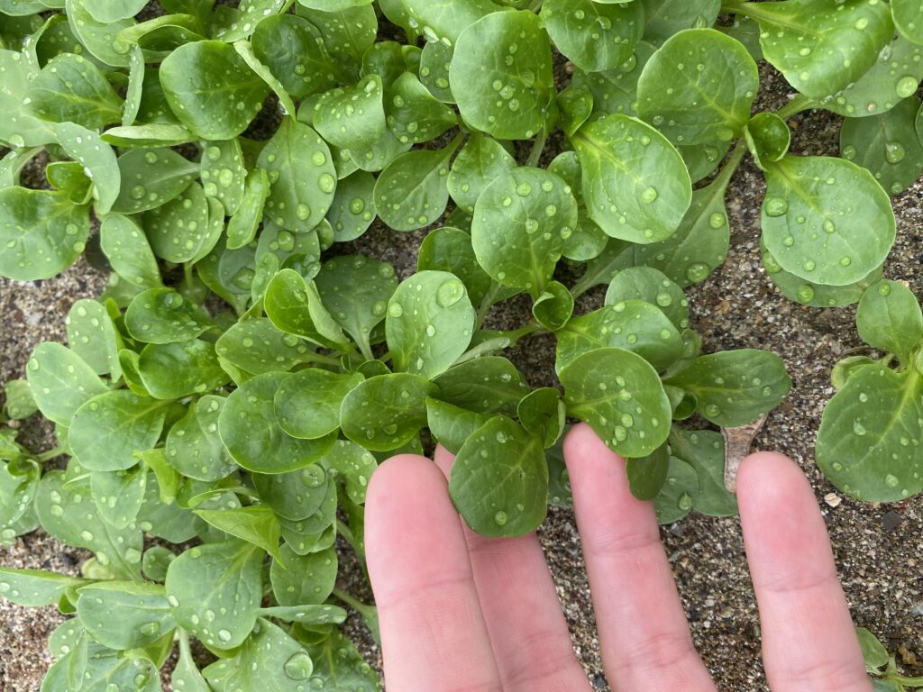 mano tocca coltura di valeriana