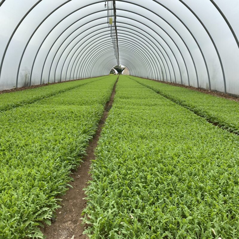 Agricoltura di IV Gamma oggi: innovazioni, sfide e impatto degli ammendanti organici