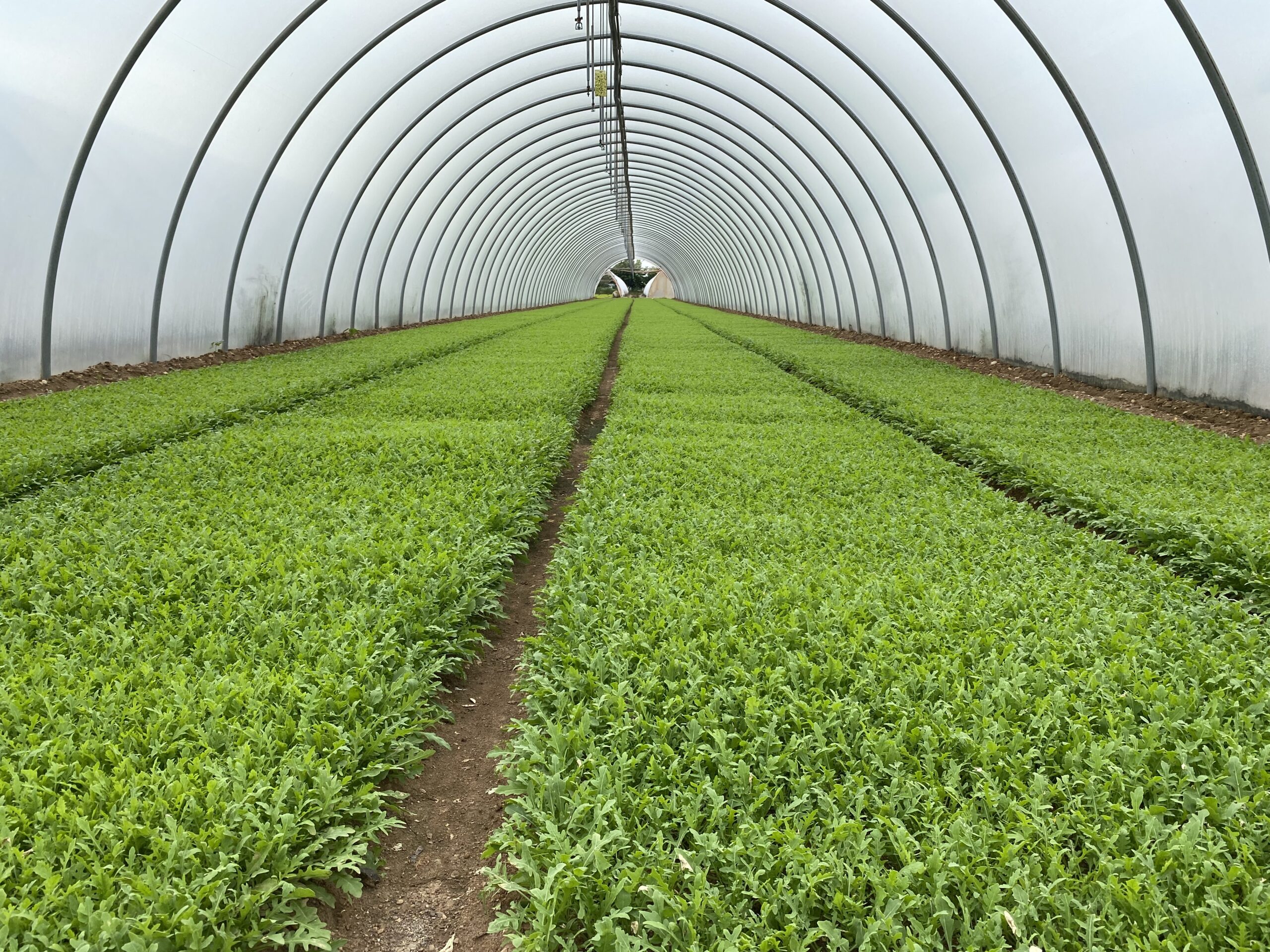 Al momento stai visualizzando Agricoltura di IV Gamma oggi: innovazioni, sfide e impatto degli ammendanti organici