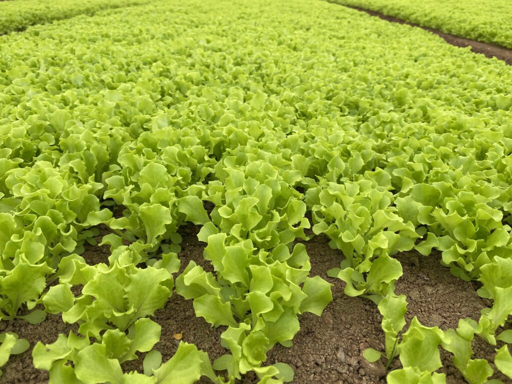Insalata quarta gamma