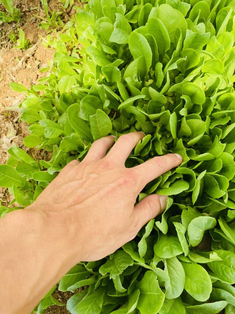 Mano tocca insalata per controllo coltura