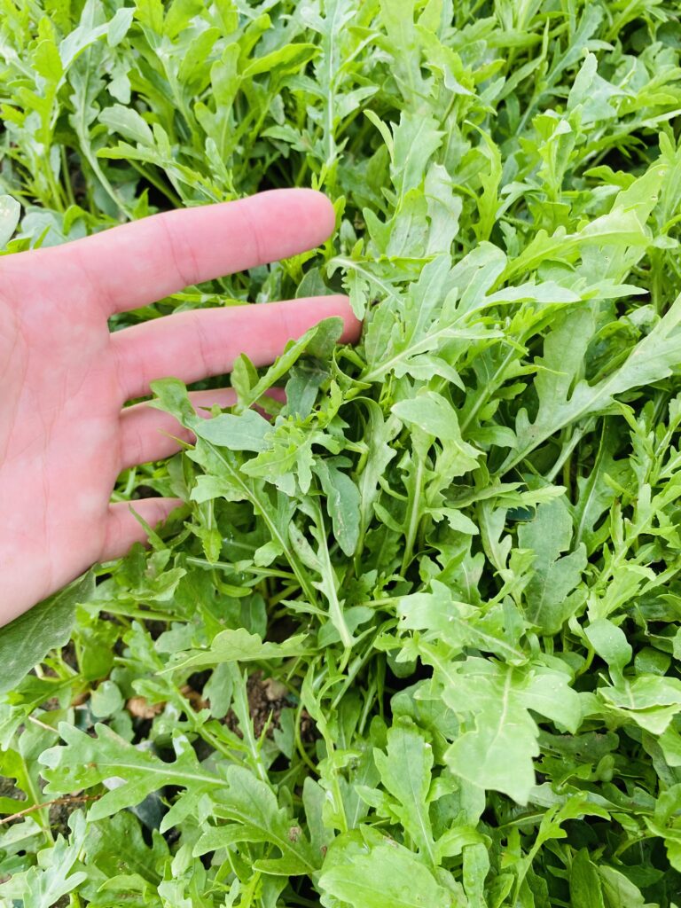 Rucola