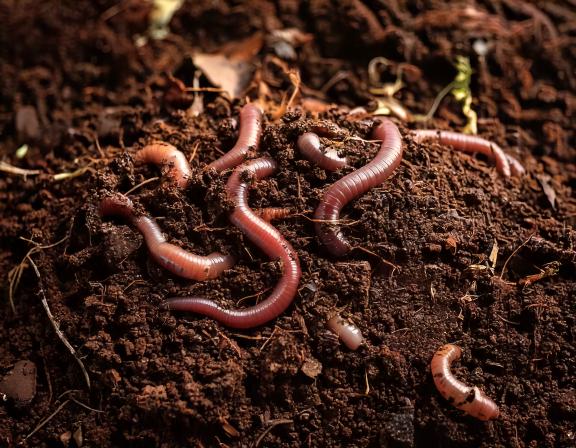 Vermicompost Humus di lombrico
